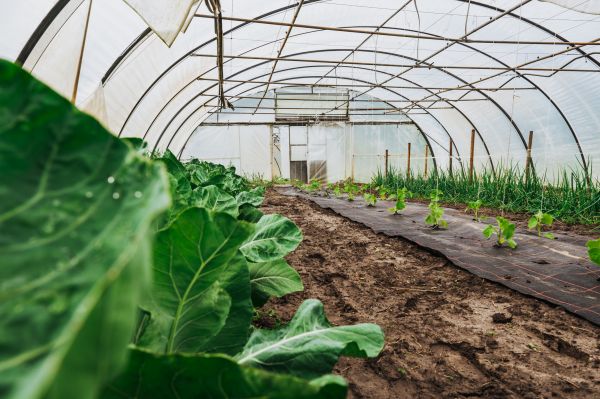 Greenhouse Demolition in College Station